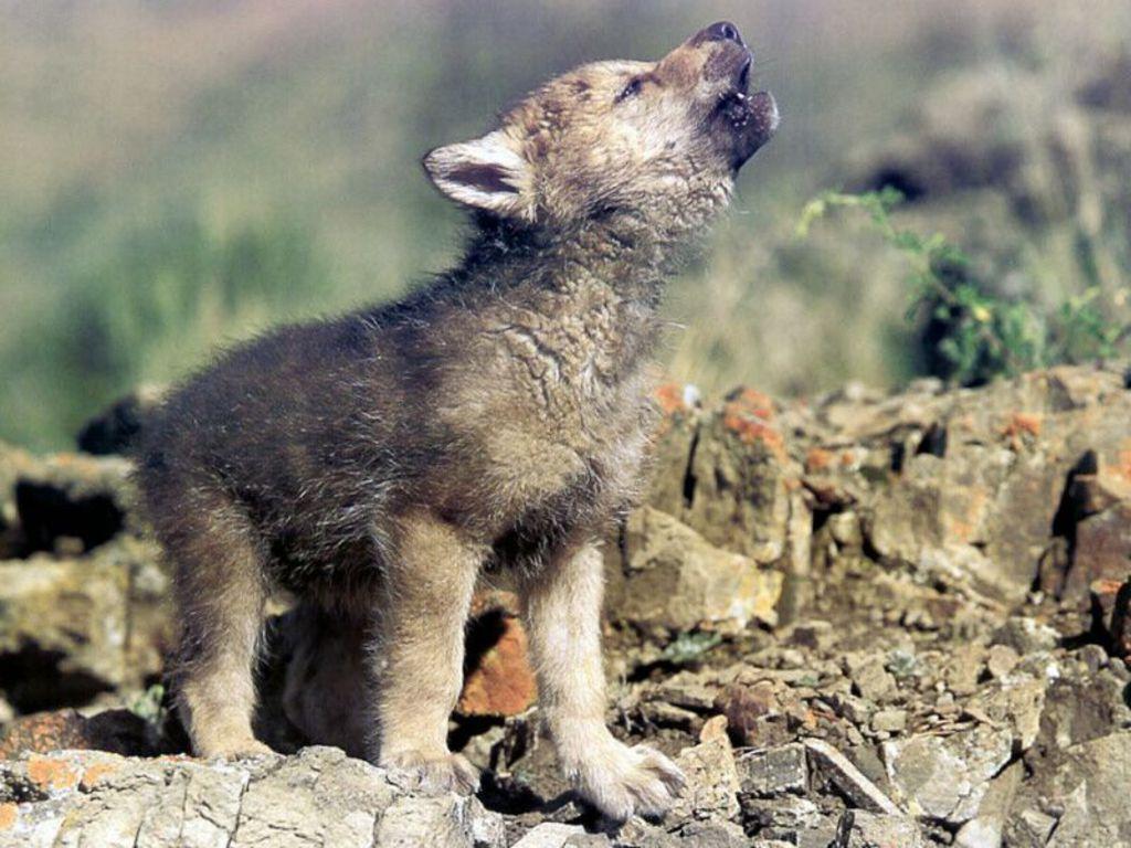 1024x768 Baby Wolf Wallpaper