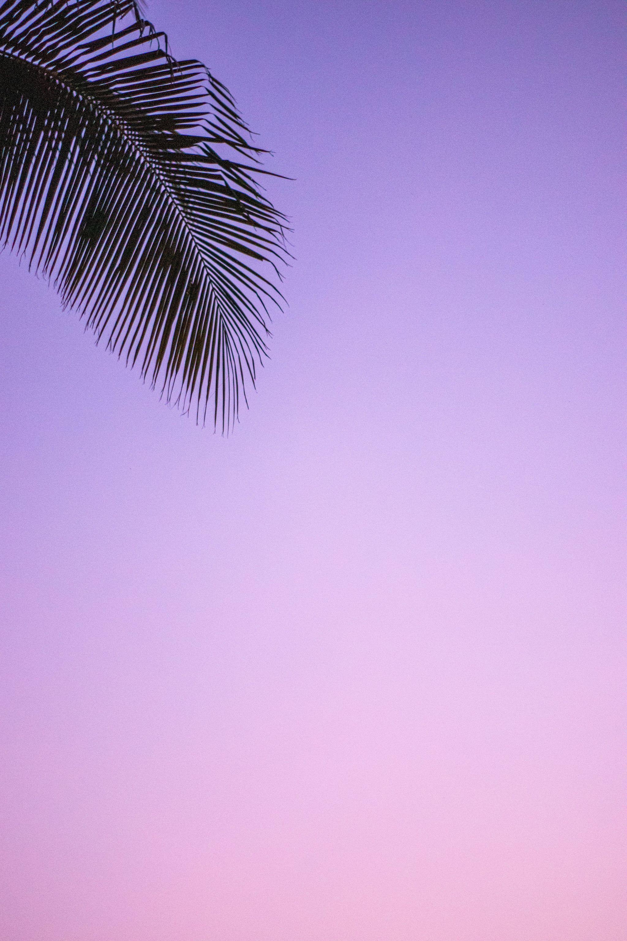 Simple Aesthetic Purple Background