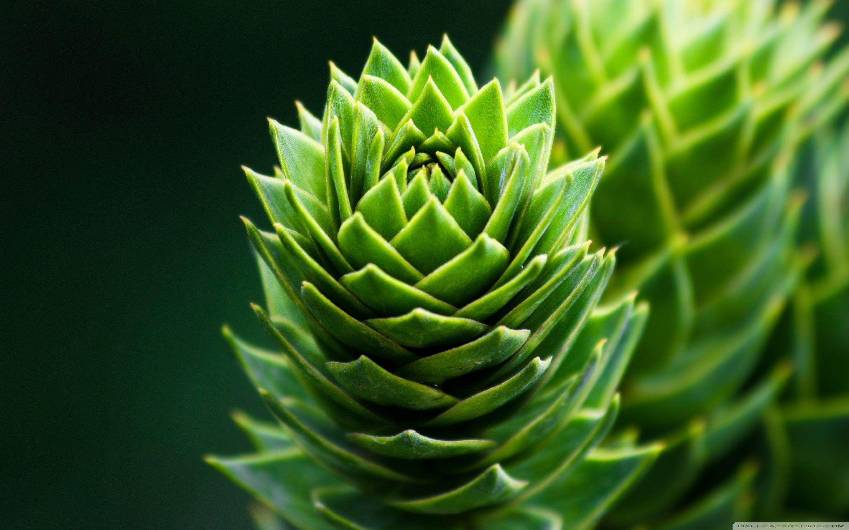 2880x1800 Spiral Plant ❤ 4K HD Desktop Wallpaper for 4K Ultra HD TV • Wide