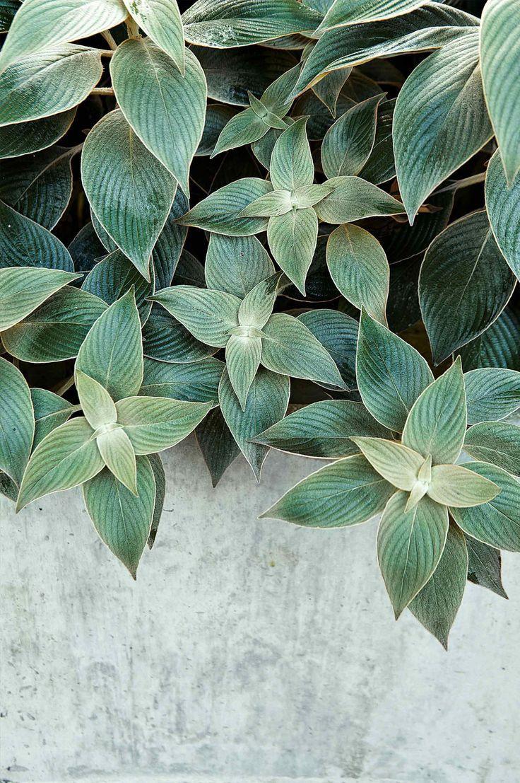 736x1107 Strobilanthes Gossypinus #plant #foliage #container.  Trang Chủ https://wallpaperaccess.com/full/452840.jpg
