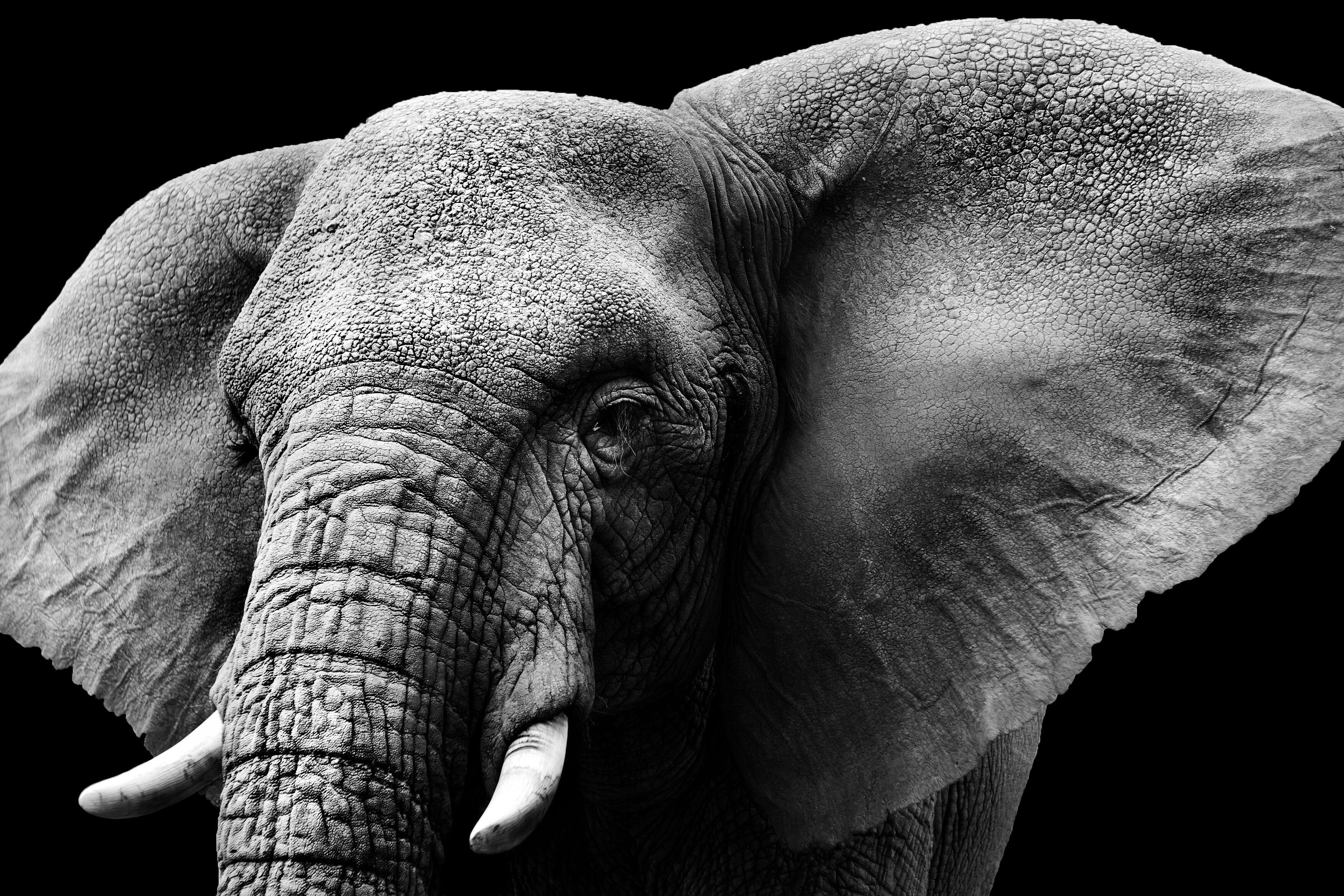 Elephant Black and White Wallpapers - Top Free Elephant Black and White ...