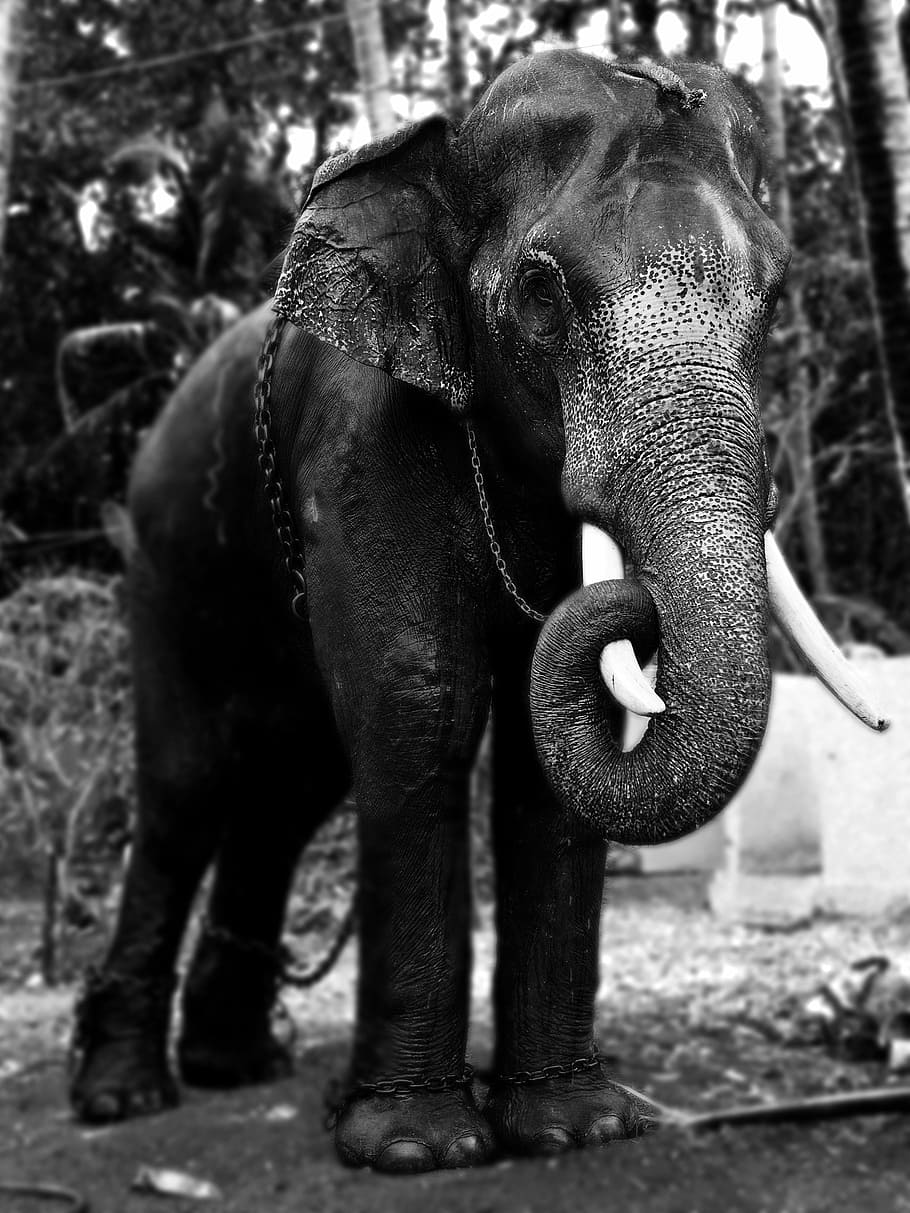 Elephant Black and White Wallpapers Top Free Elephant Black and White