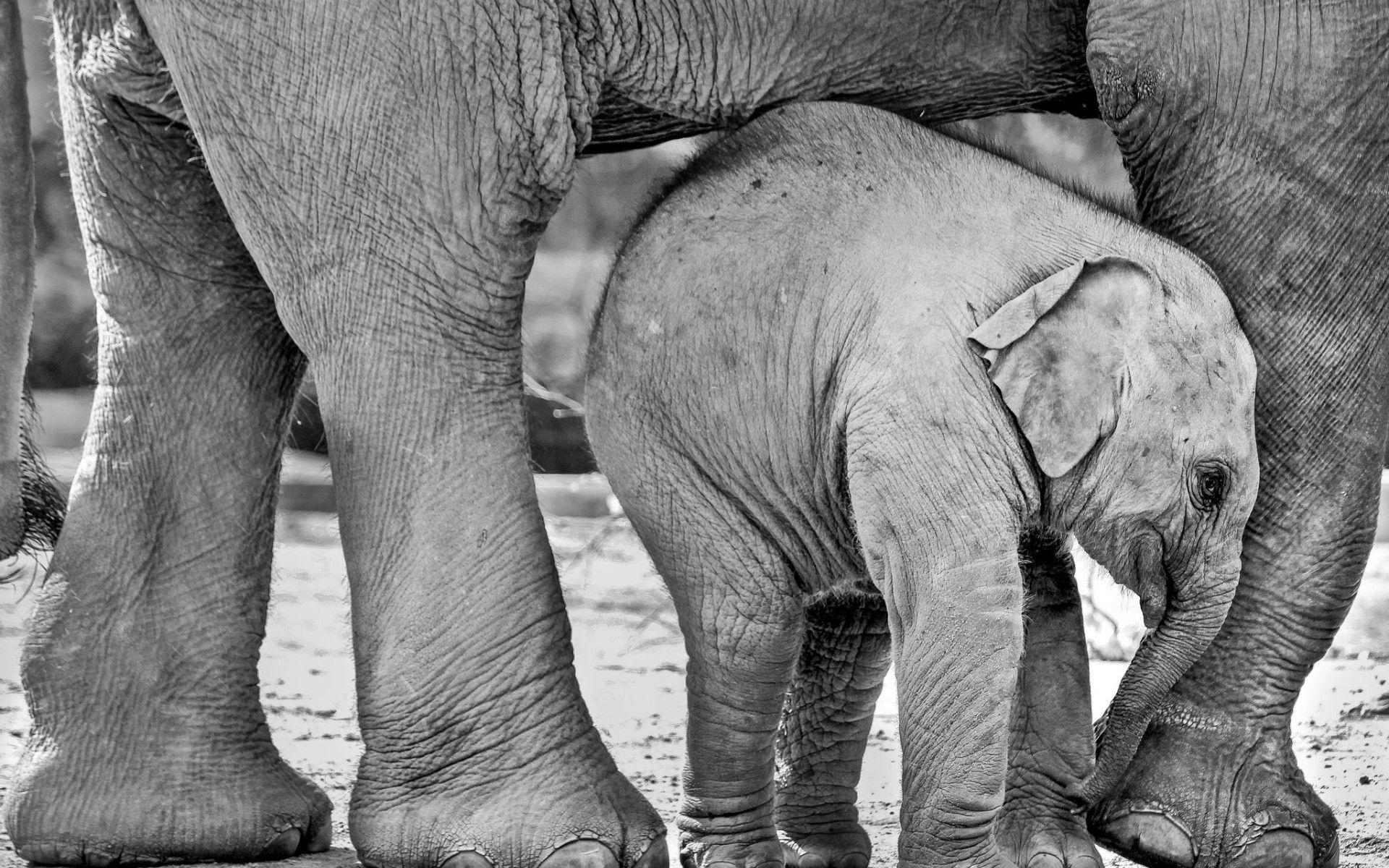 Elephant Black And White Wallpapers Top Free Elephant Black And White Backgrounds