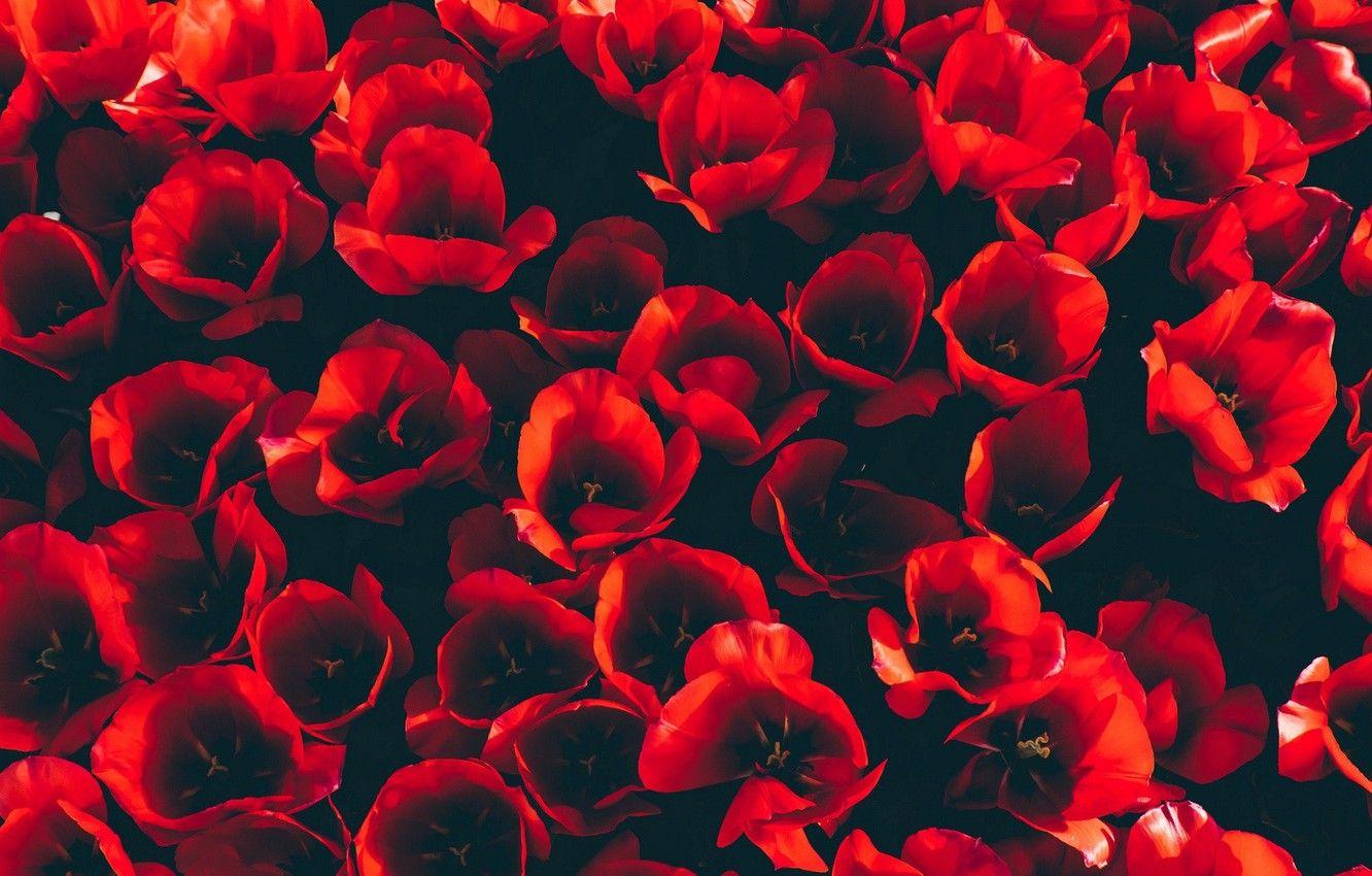 1332x850 Wallpaper Red, Flower, Wallpaper, Tulip image for desktop, section цветы