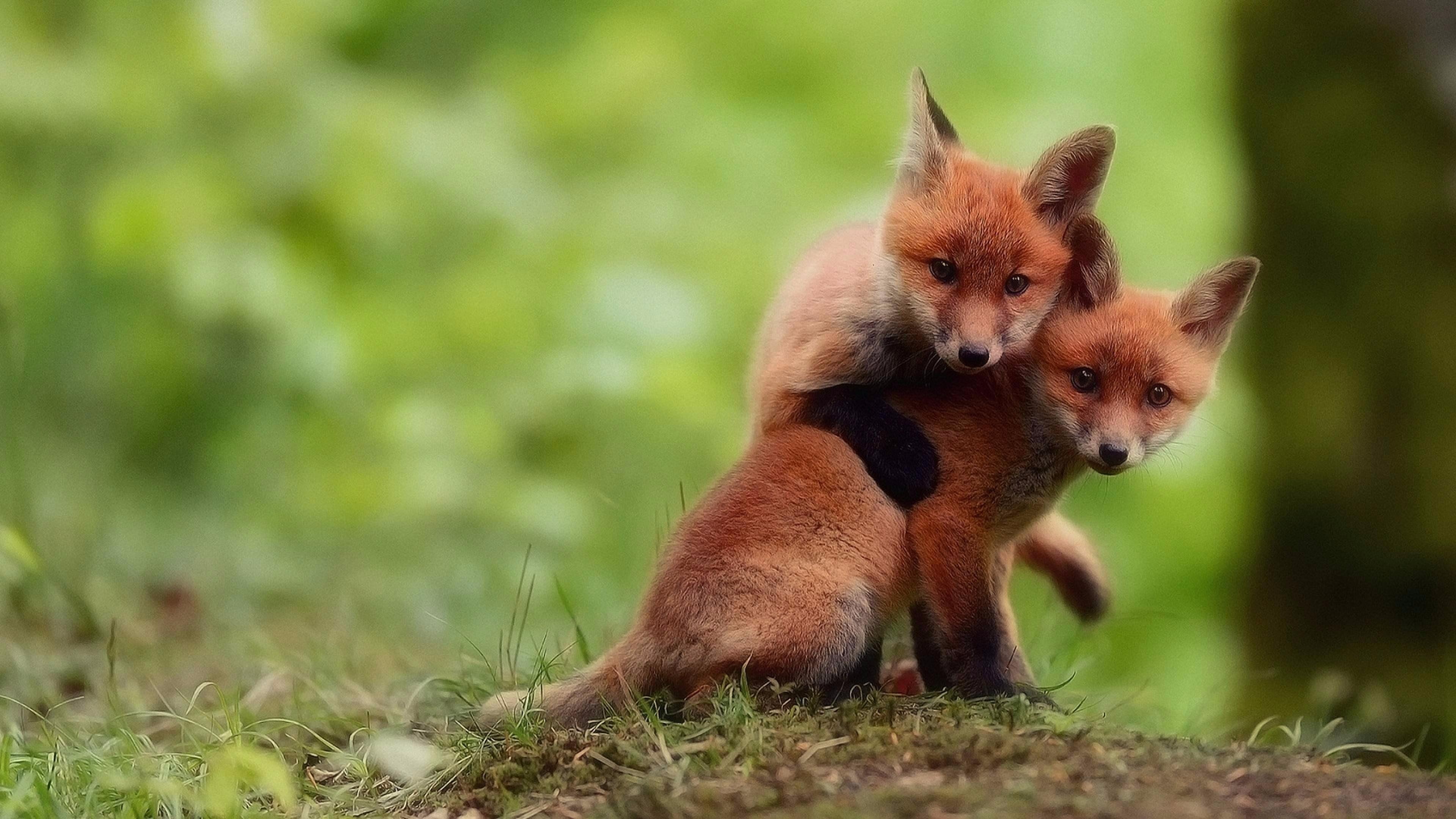 Fox Cub Wallpapers Top Free Fox Cub Backgrounds WallpaperAccess