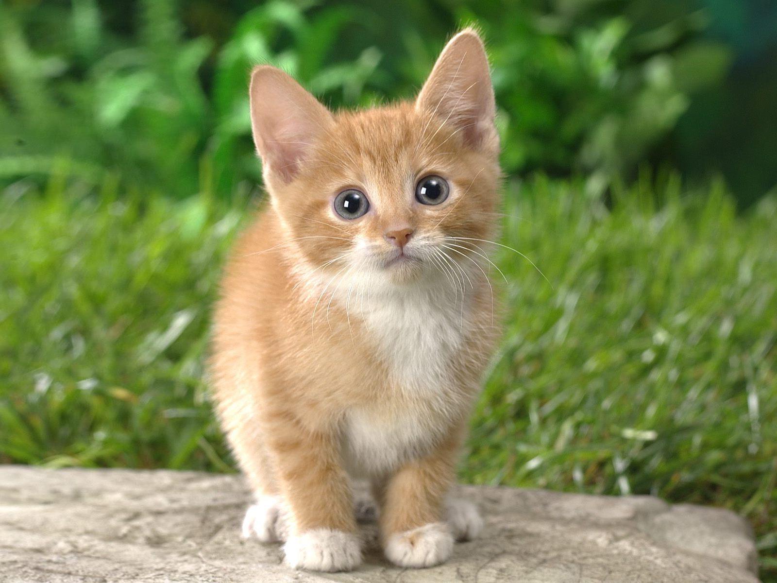 Orange Kitten Wallpapers Top Free Orange Kitten Backgrounds