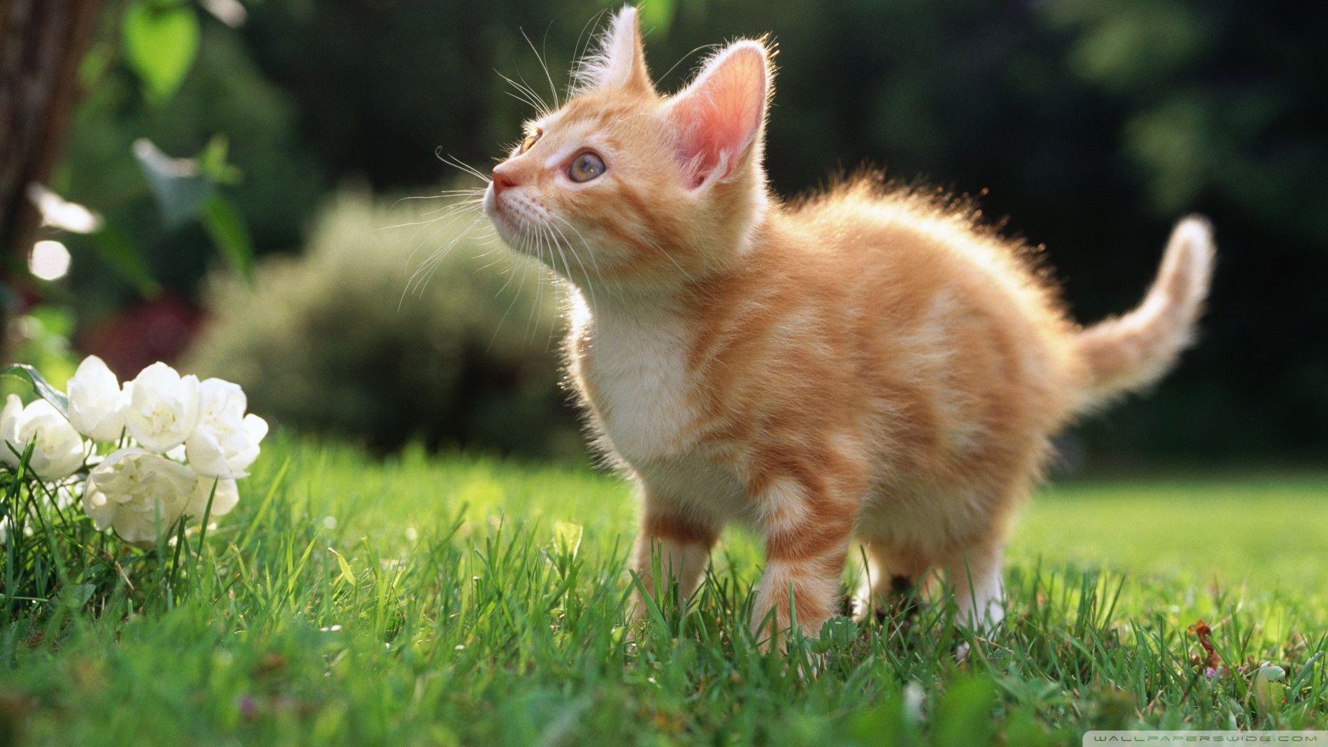 Orange Kitten Wallpapers Top Free Orange Kitten Backgrounds