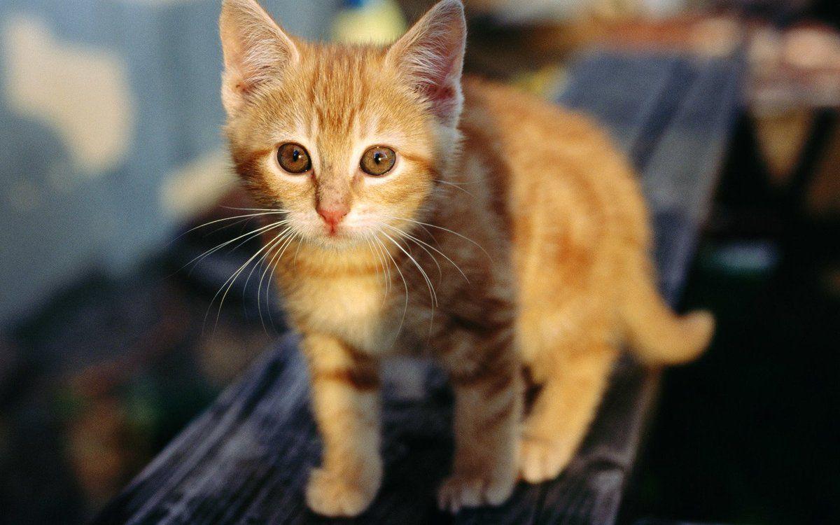 1200x750 Hero Wallpaper auf Twitter: tabby kitten Wallpaper #Android #Walpaper #Cats #Tabby #Kitten #Orange