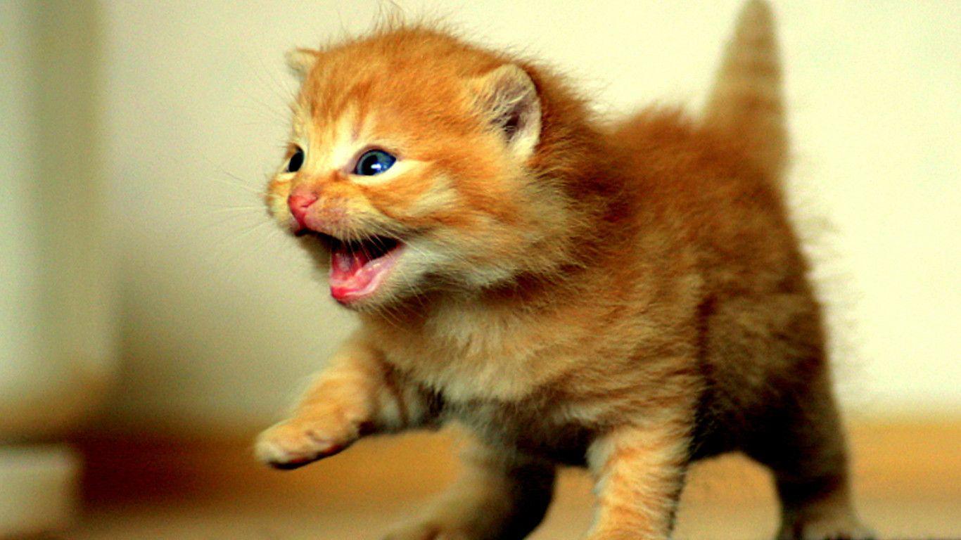 Orange Kitten Wallpapers - Top Free Orange Kitten Backgrounds ...