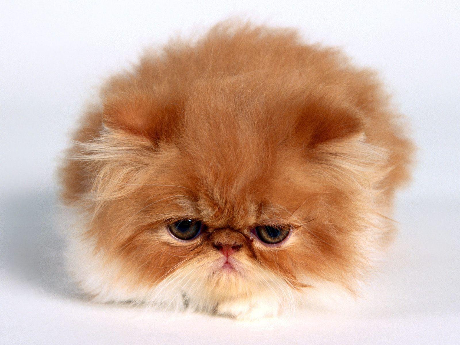 1600x1200 Fluffy Kitten Wallpaper HD Resolution Free Download > SubWallpaper