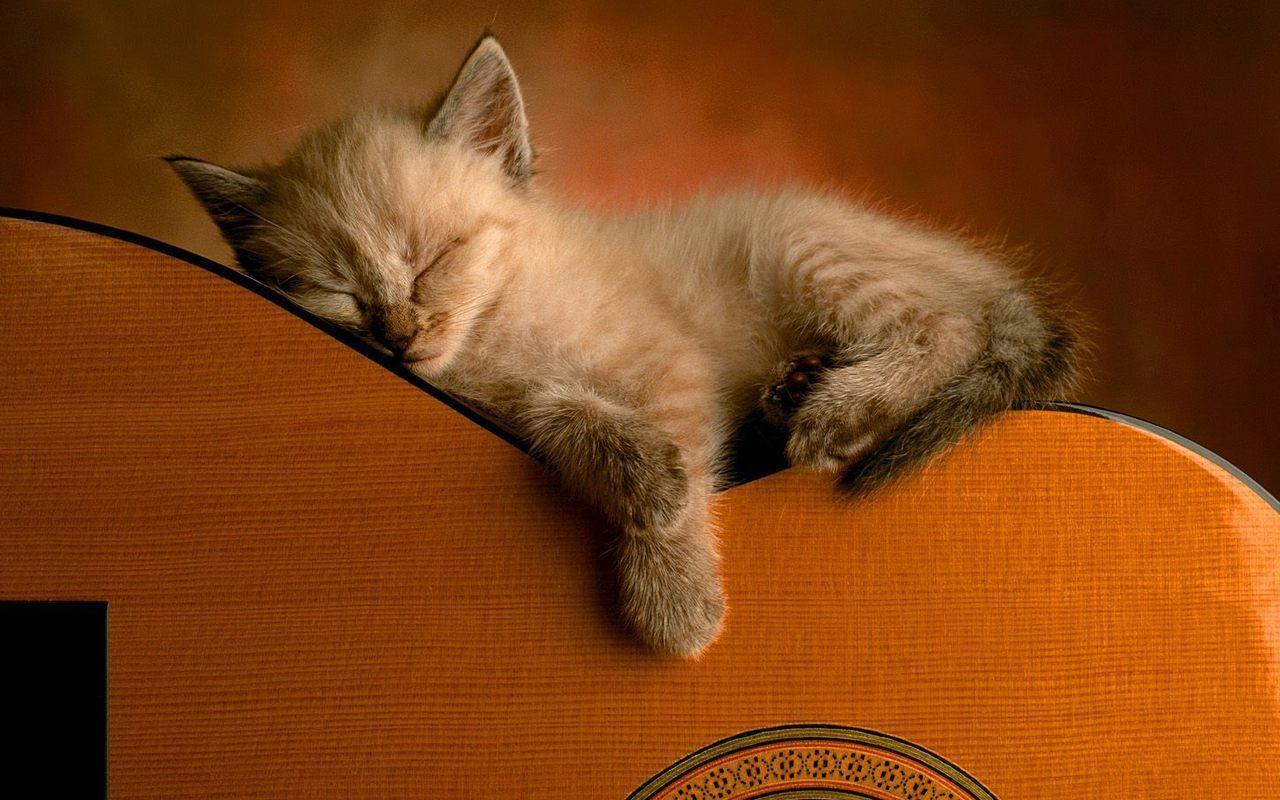 1280x800 Kitten Wallpaper for Android
