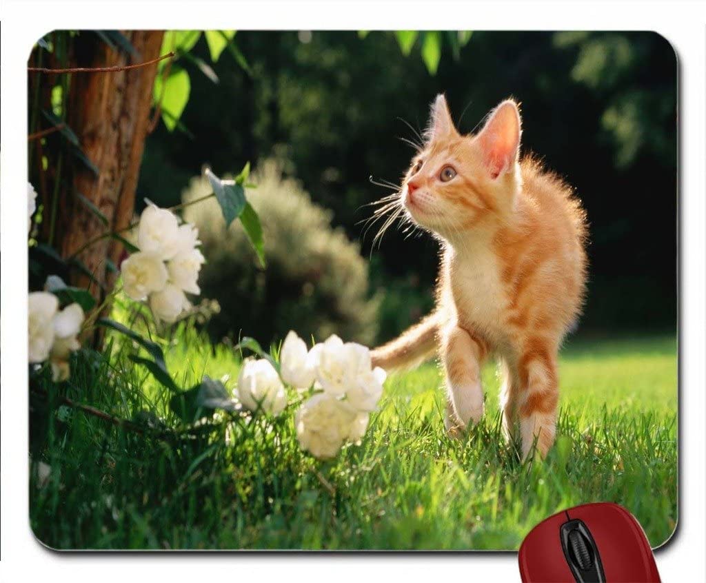 Orange Kitten Wallpapers - Top Free Orange Kitten Backgrounds ...
