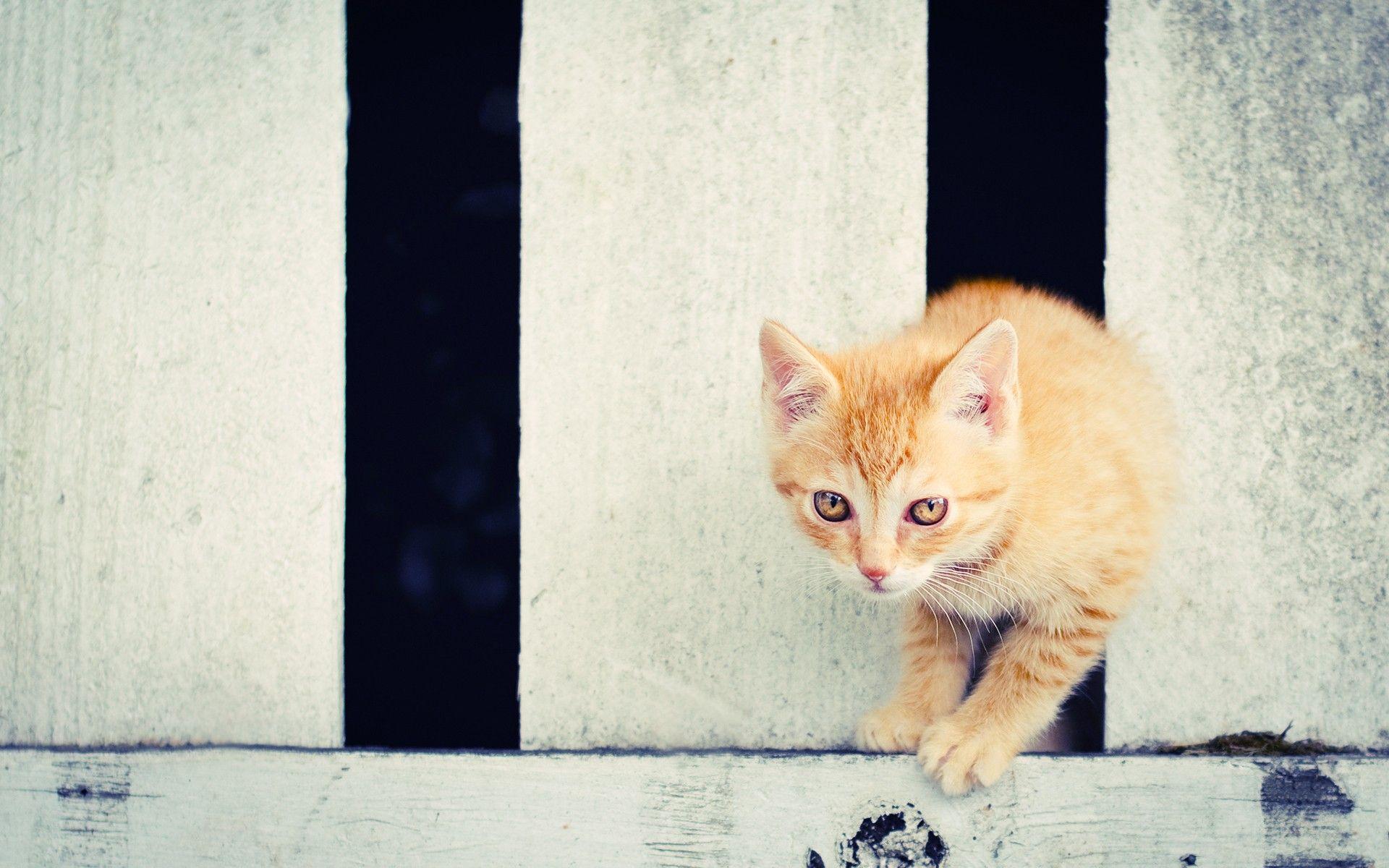 Orange Kitten Wallpapers - Top Free Orange Kitten Backgrounds - WallpaperAccess