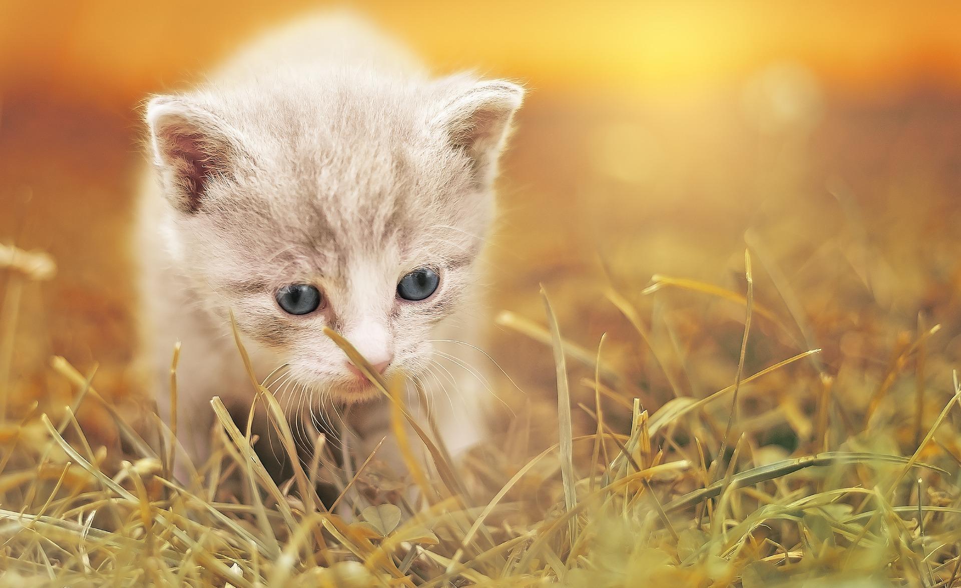 1920x1175 Cute Kittens Wallpaper HD for Android