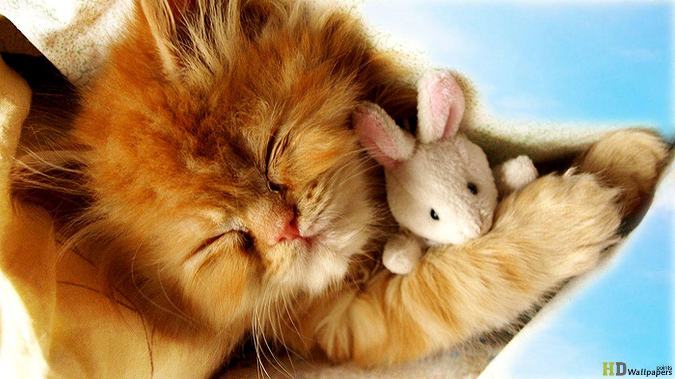 1366x768 Cute Baby Kittens wallpaperx768
