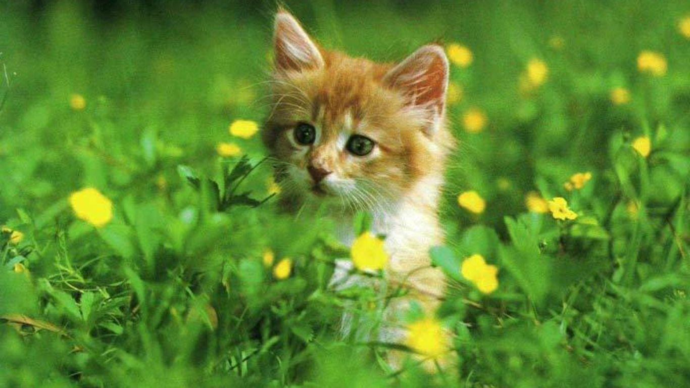 1366x768 Cat Desktop Wallpaper. Cats, Cat pics, Kittens cutest