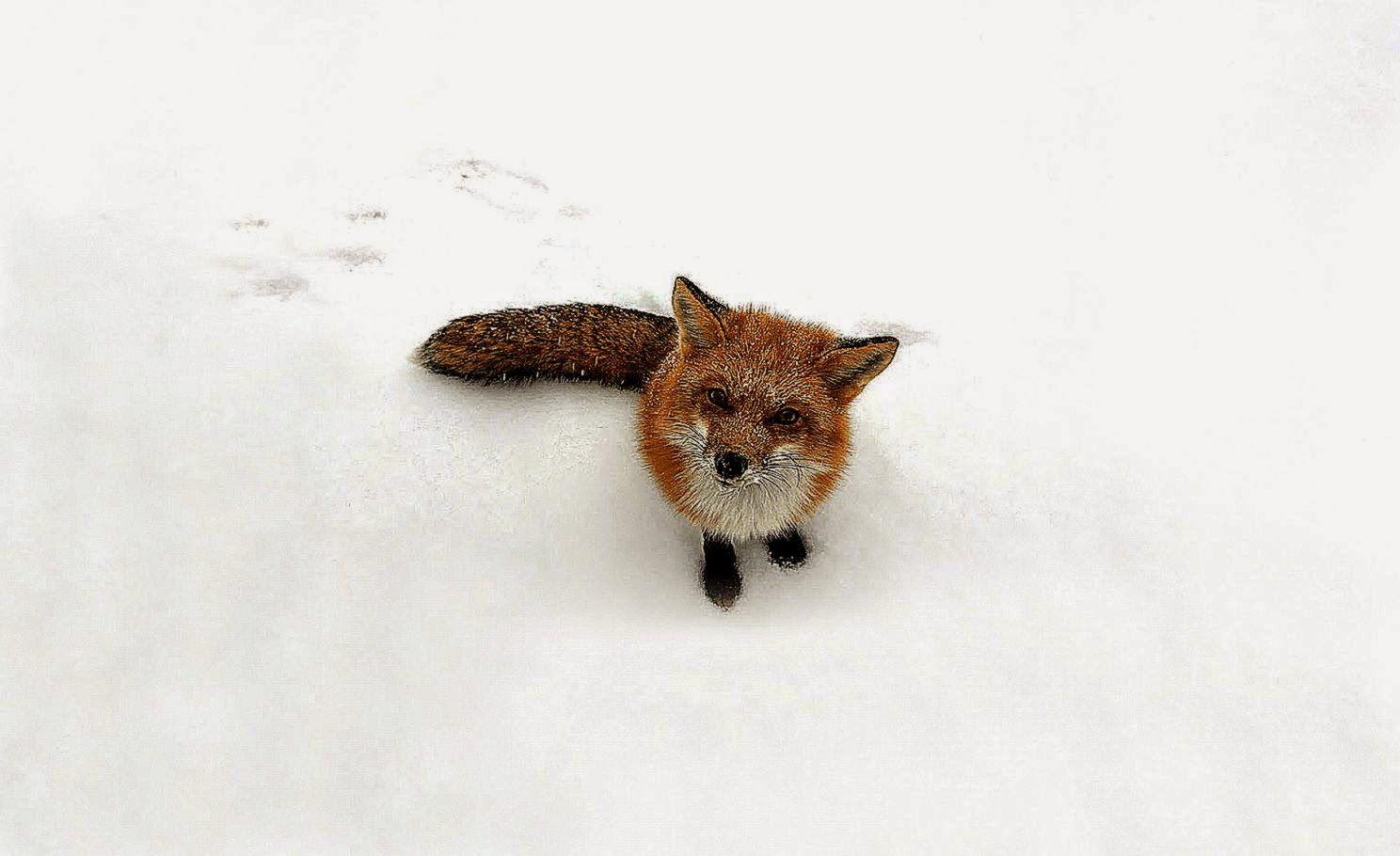 1488x910 All About HD Wallpaper: Adorable Fox HD Wallpaper