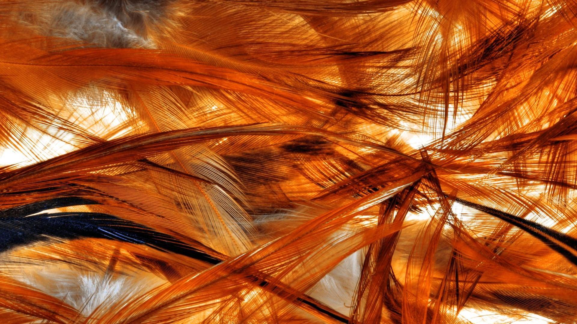 1920x1080 Feathers Of A Phoenix Bird Wallpaper HD