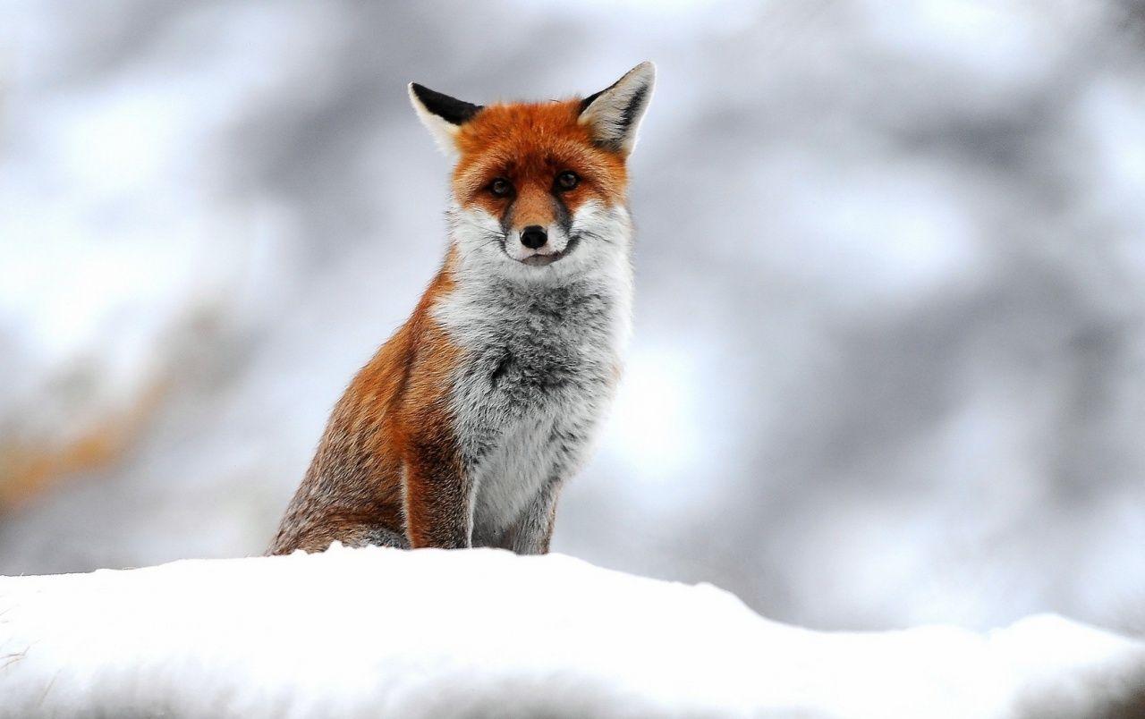 1280x804 Cute Small Fox wallpaper. Cute Small Fox