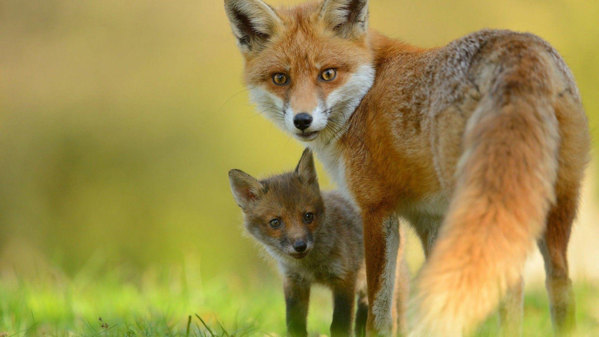 1920x1080 Red Fox & Cute Little Fox Hình nền HD