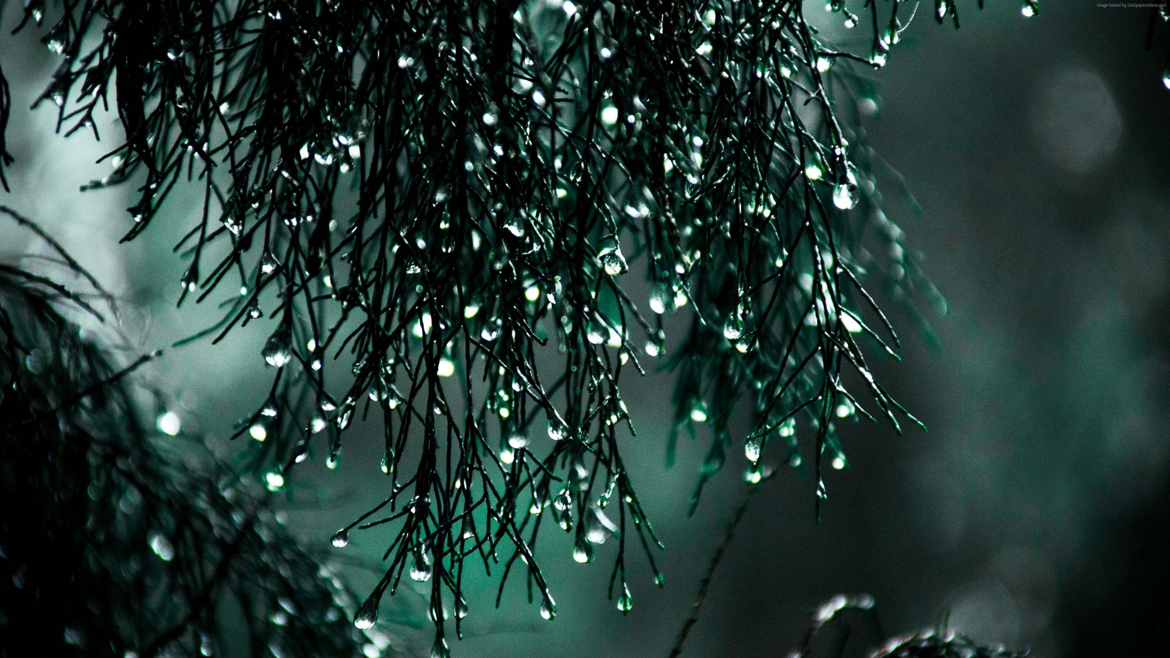 3840x2160 Wallpaper drops, dark, bokeh, 4K, Abstract Wallpaper Download Resolution 4K Wallpaper