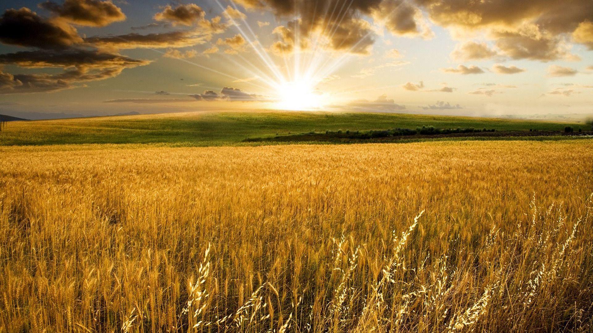 Wheat Field Wallpapers Top Free Wheat Field Backgrounds WallpaperAccess Wheat Field Wallpapers Top Free Wheat Field Backgrounds WallpaperAccess
