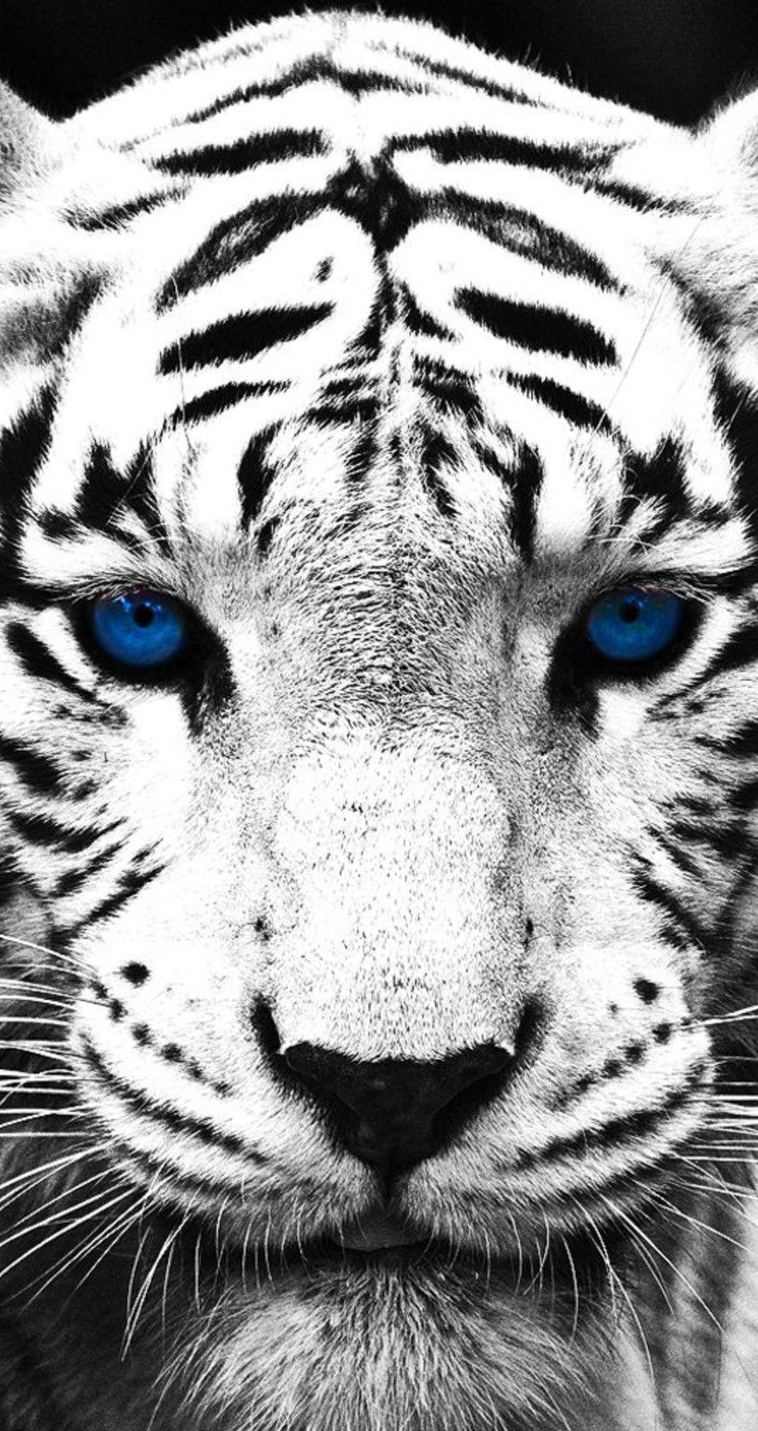 Black Tiger iPhone Wallpapers - Top Free Black Tiger iPhone Backgrounds