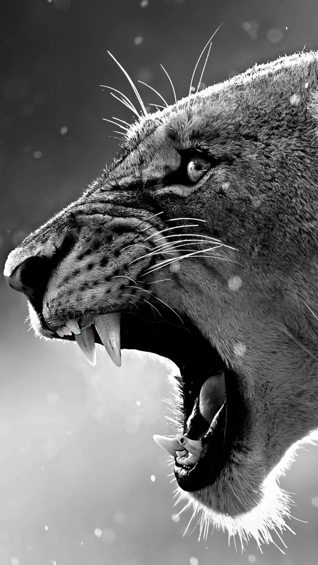 Black Tiger iPhone Wallpapers Top Free Black Tiger iPhone Backgrounds WallpaperAccess