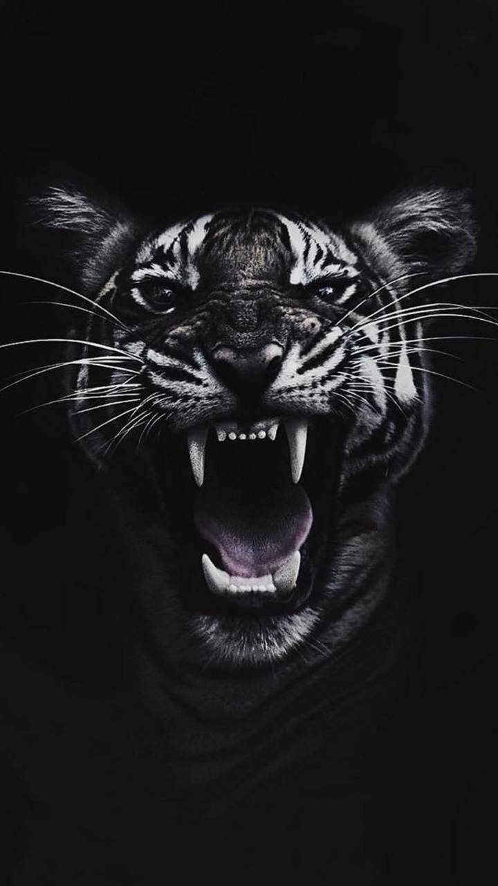 720x1280 Tiger 4K wallpaper