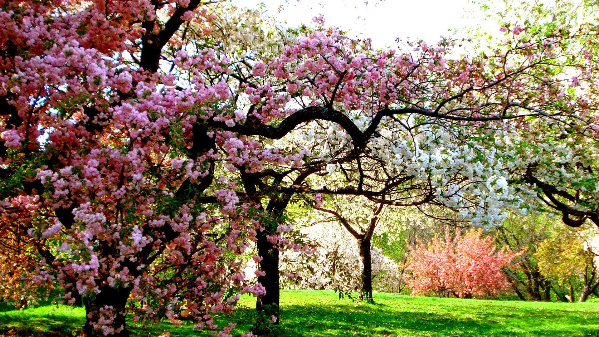 1920x1080 Beautiful Spring Wallpaper for Desktop. Design Trends PSD, Vector Downloads