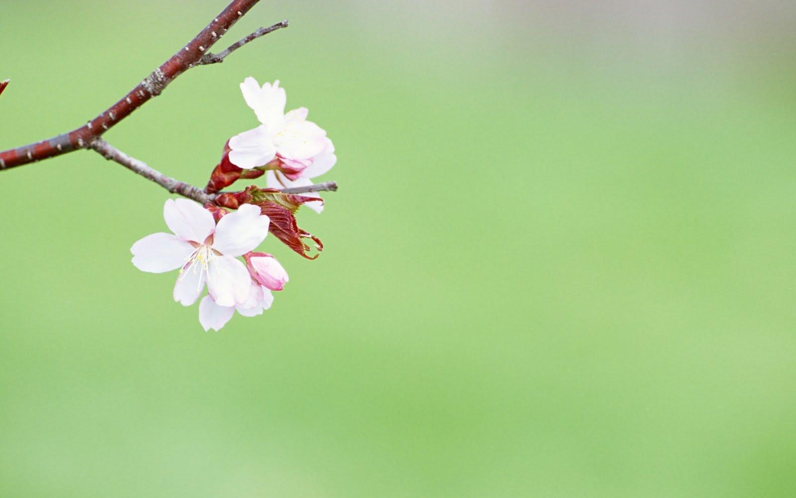 1600x1000 Spring Flowers Desktop Wallpaper Theme 1600x