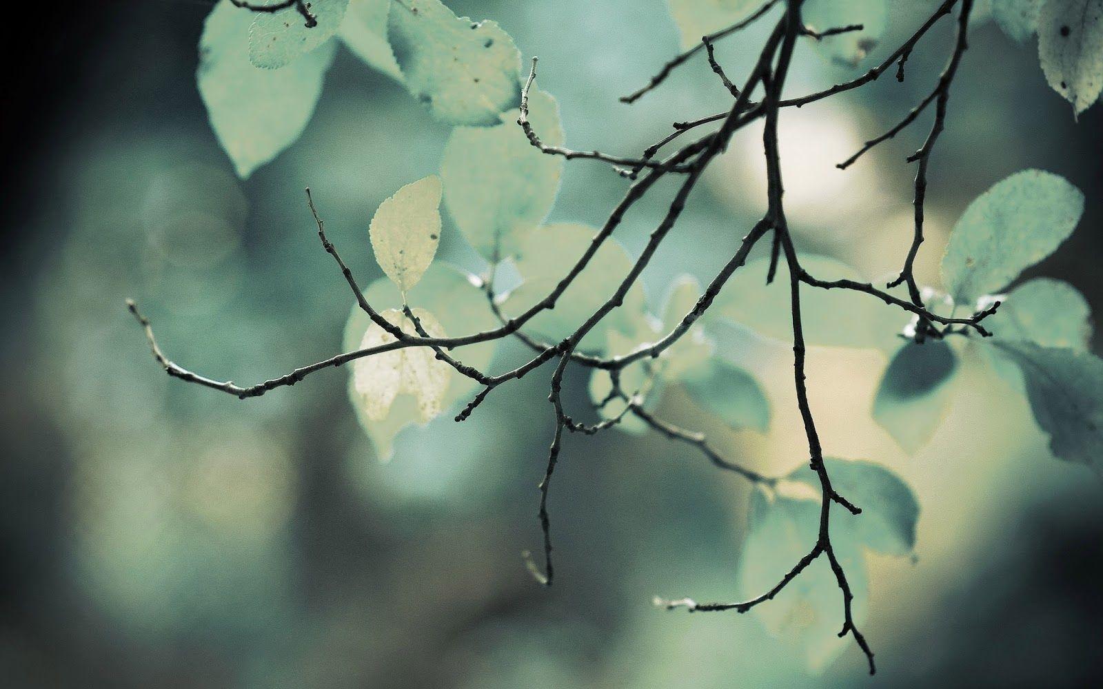 1600x1000 HD Spring Wallpaper 4K For Desktop Free (2020)