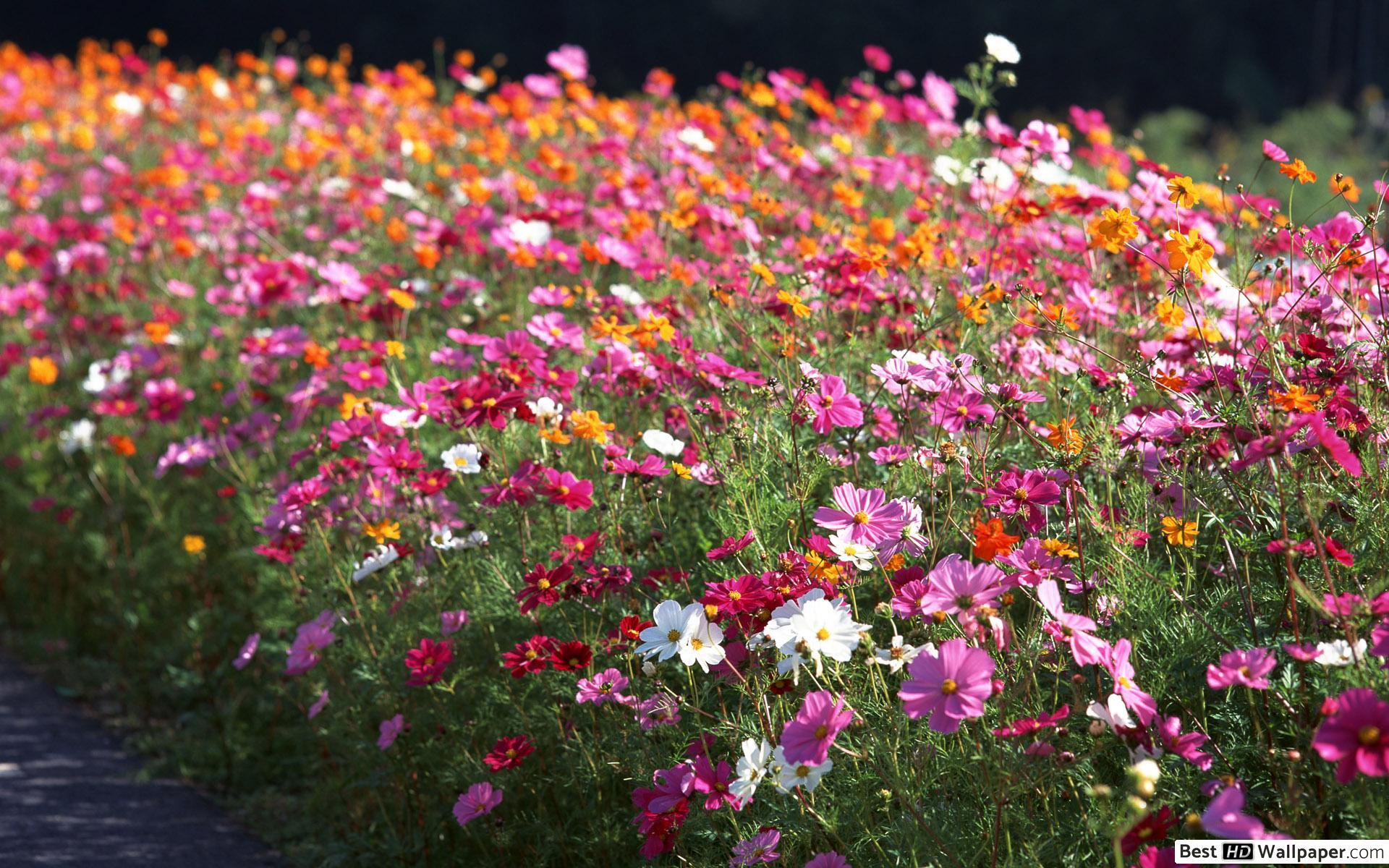 1920x1200 Nature spring flowers HD wallpaper download