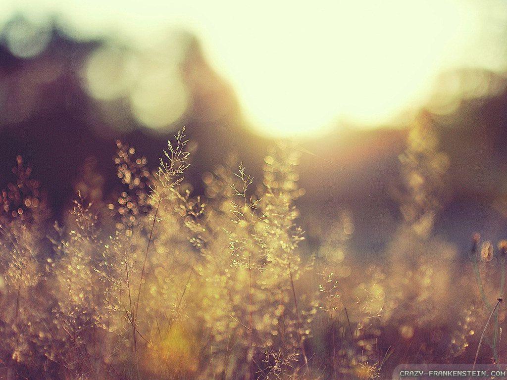 1024x768 In Gallery: Field Wallpaper, Field HD Wallpaper Background 1920