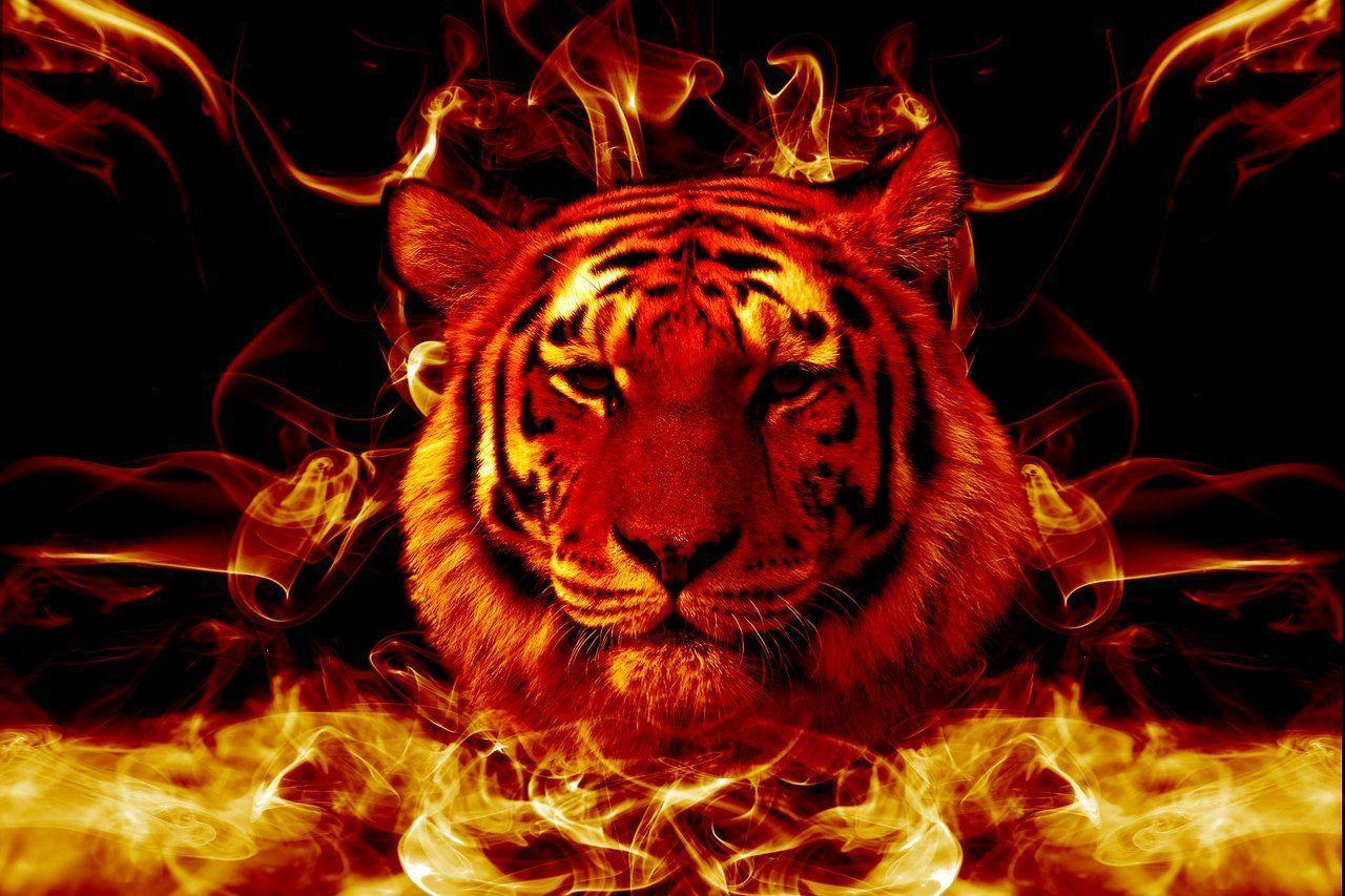 Red Tiger Wallpapers - Top Free Red Tiger Backgrounds - WallpaperAccess