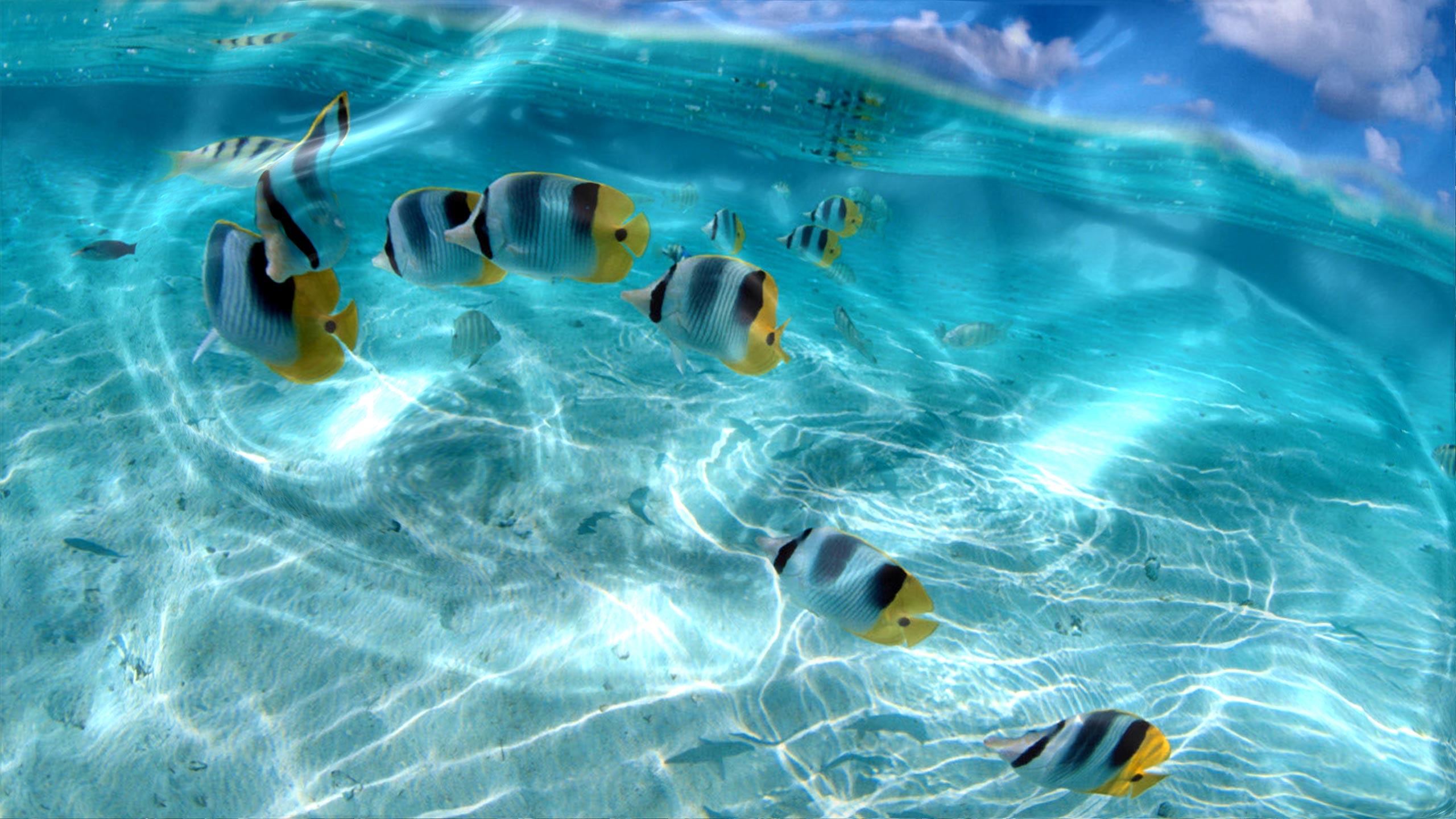 Live Desktop Wallpapers Top Free Live Desktop Backgrounds 