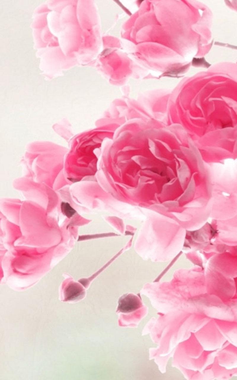 800x1280 HD Vintage Roses Wallpaper for Android