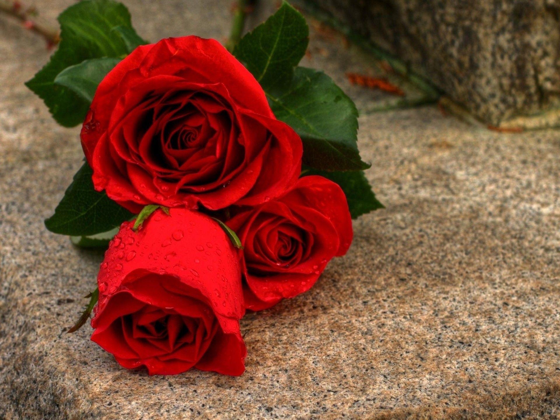 1920x1440 Download Rose Flower Background Image HD Wallpaper :