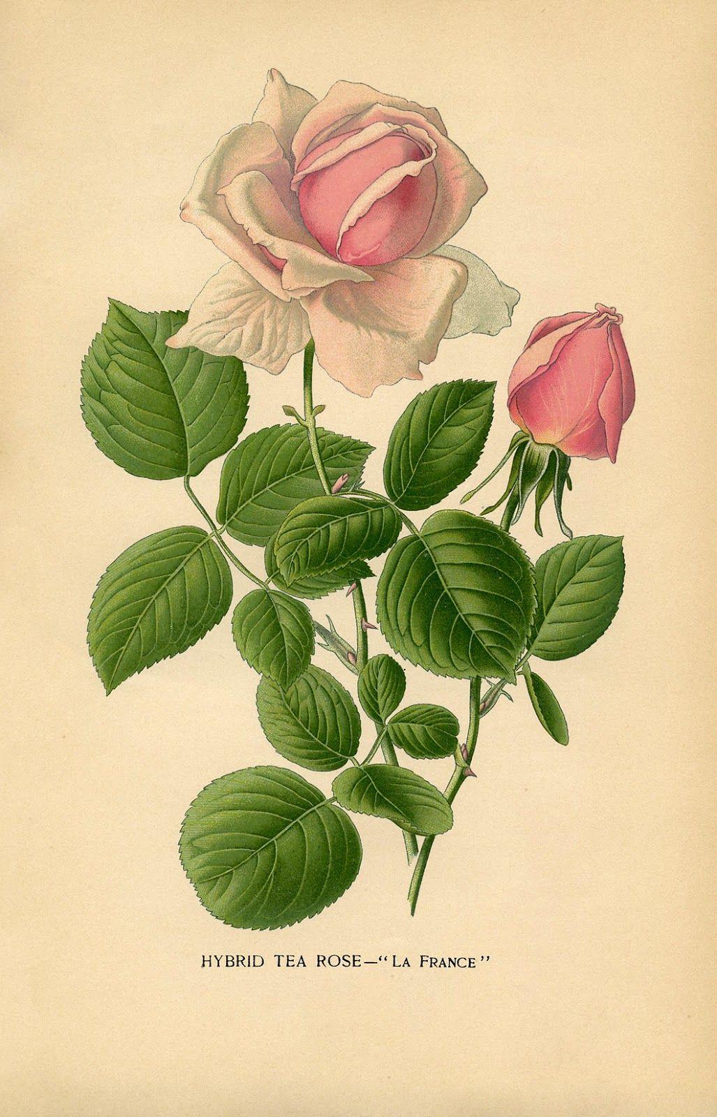 1027x1600 Free Vintage Roses Image! Graphics Fairy