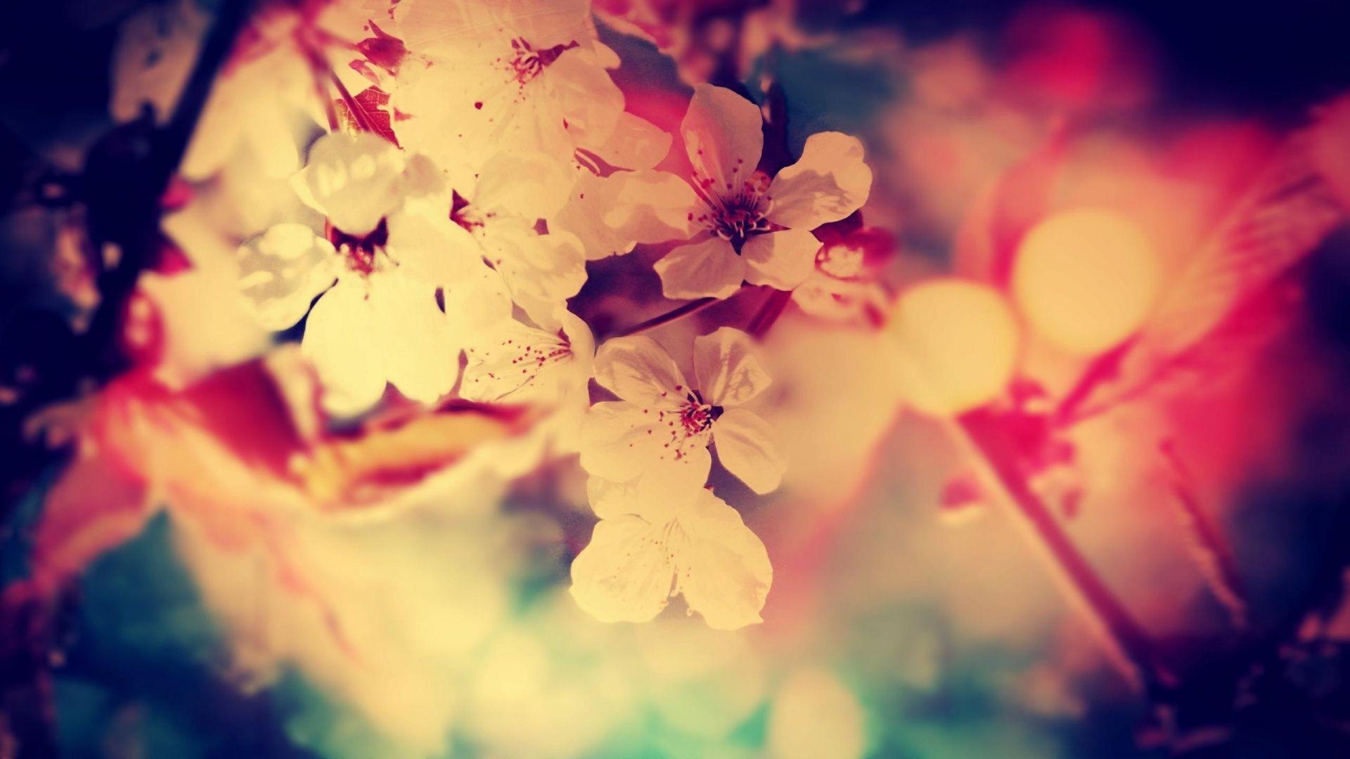 1920x1080 Wallpaper for Desktop Roses Vintage