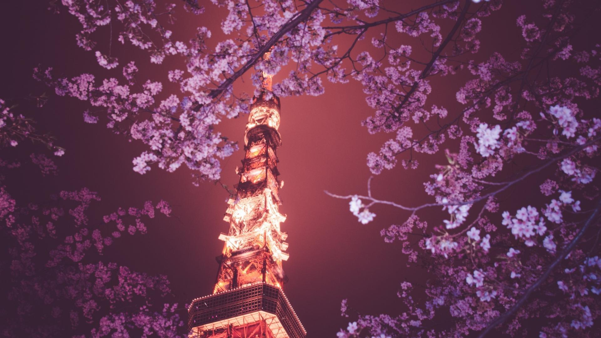 Japanese Cherry Blossom Wallpaper 1920x1080 59 images