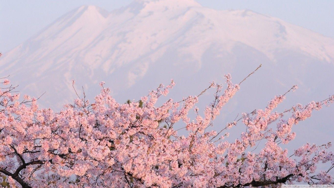 Japanese Cherry Blossom Laptop Wallpapers Top Free Japanese