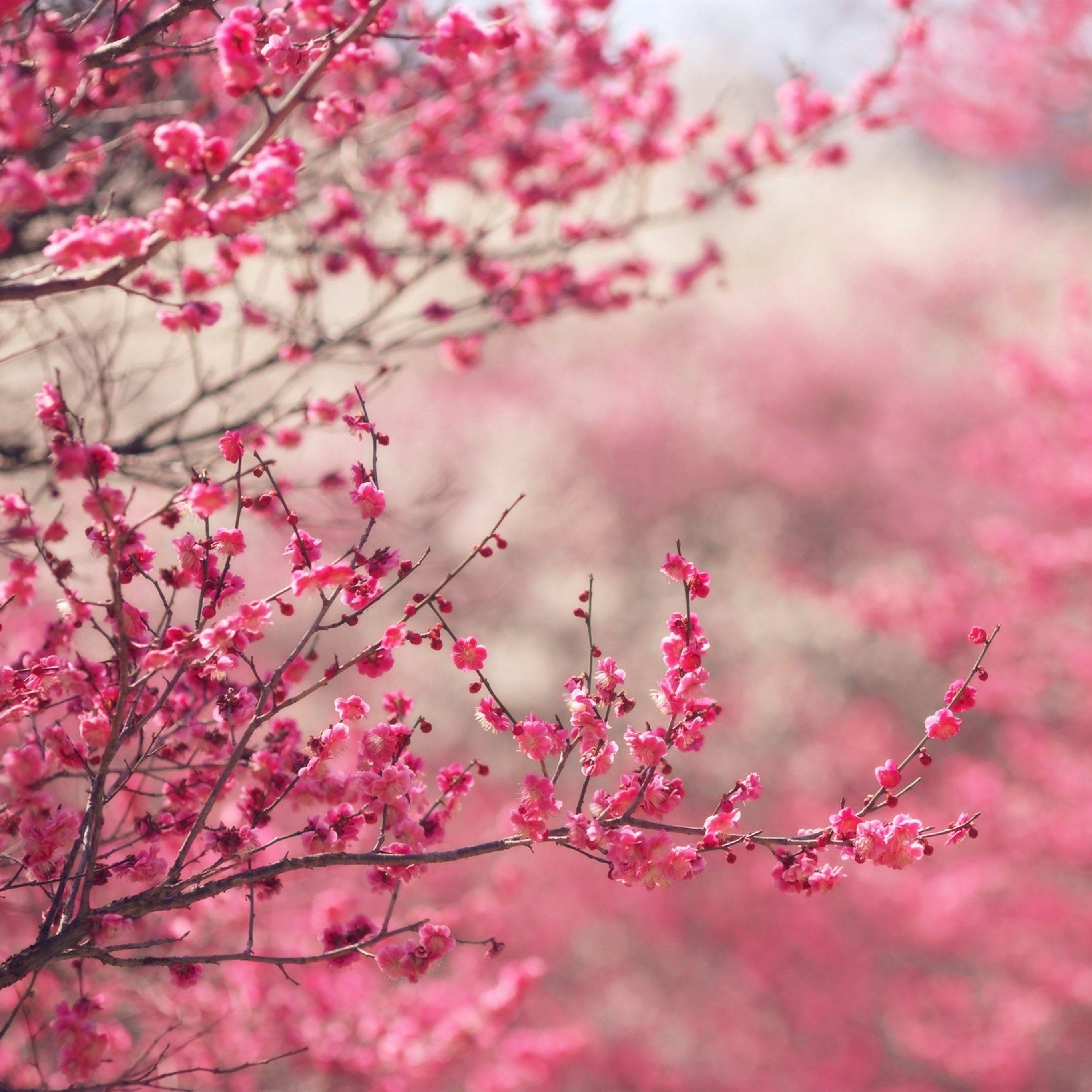 2732x2732 Androidpapers.co. Android wallpaper. pink blossom nature
