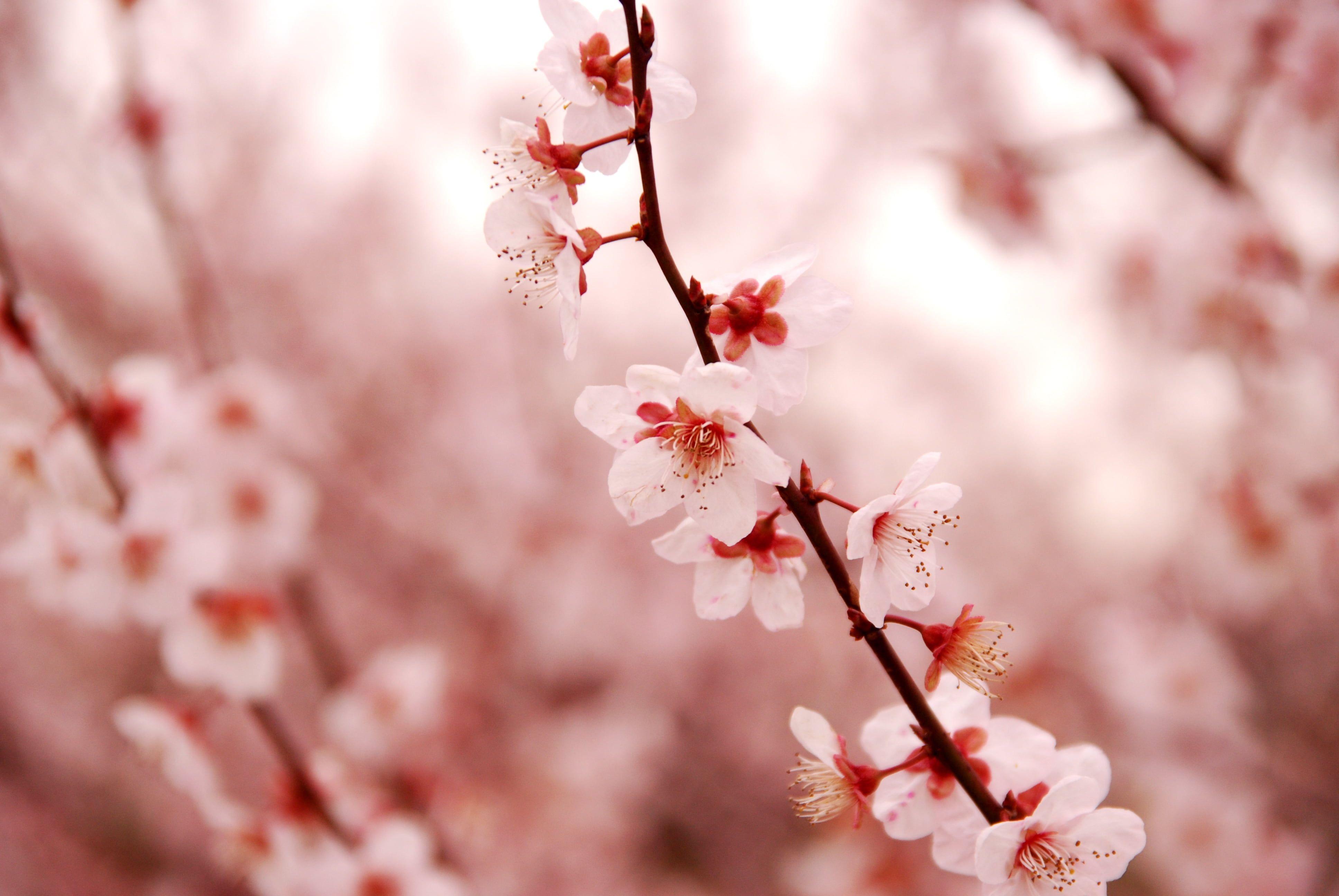 3872x2592 Pink Cherry Blossom leaves on branch in close up photography during