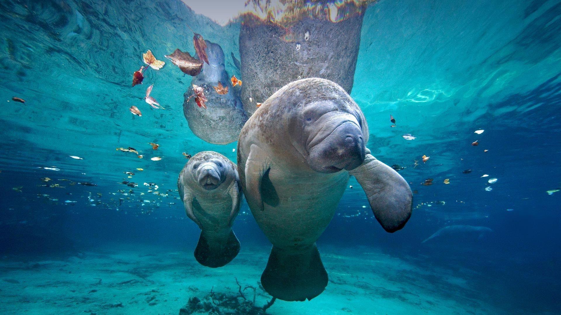 1920x1080 Picture of the day for May 13 2018 at 02:00PM by Bing; West Indian manatee mom and baby at Three Sisters Springs Florid. Manatee, Manatee photo, Manatee florida