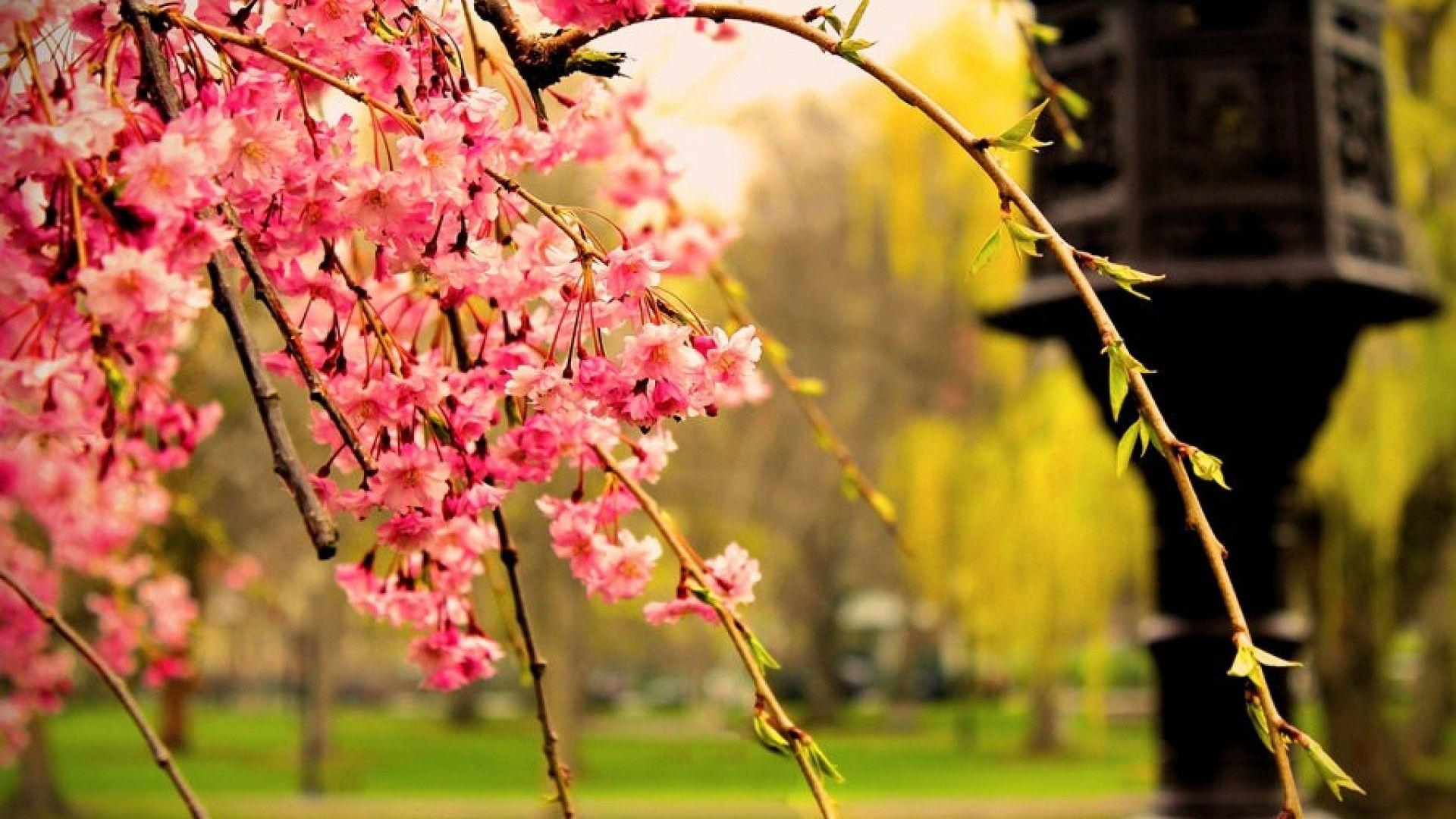 1920x1080 SimplyWallpaper.com: Japan blurred background cherry blossoms