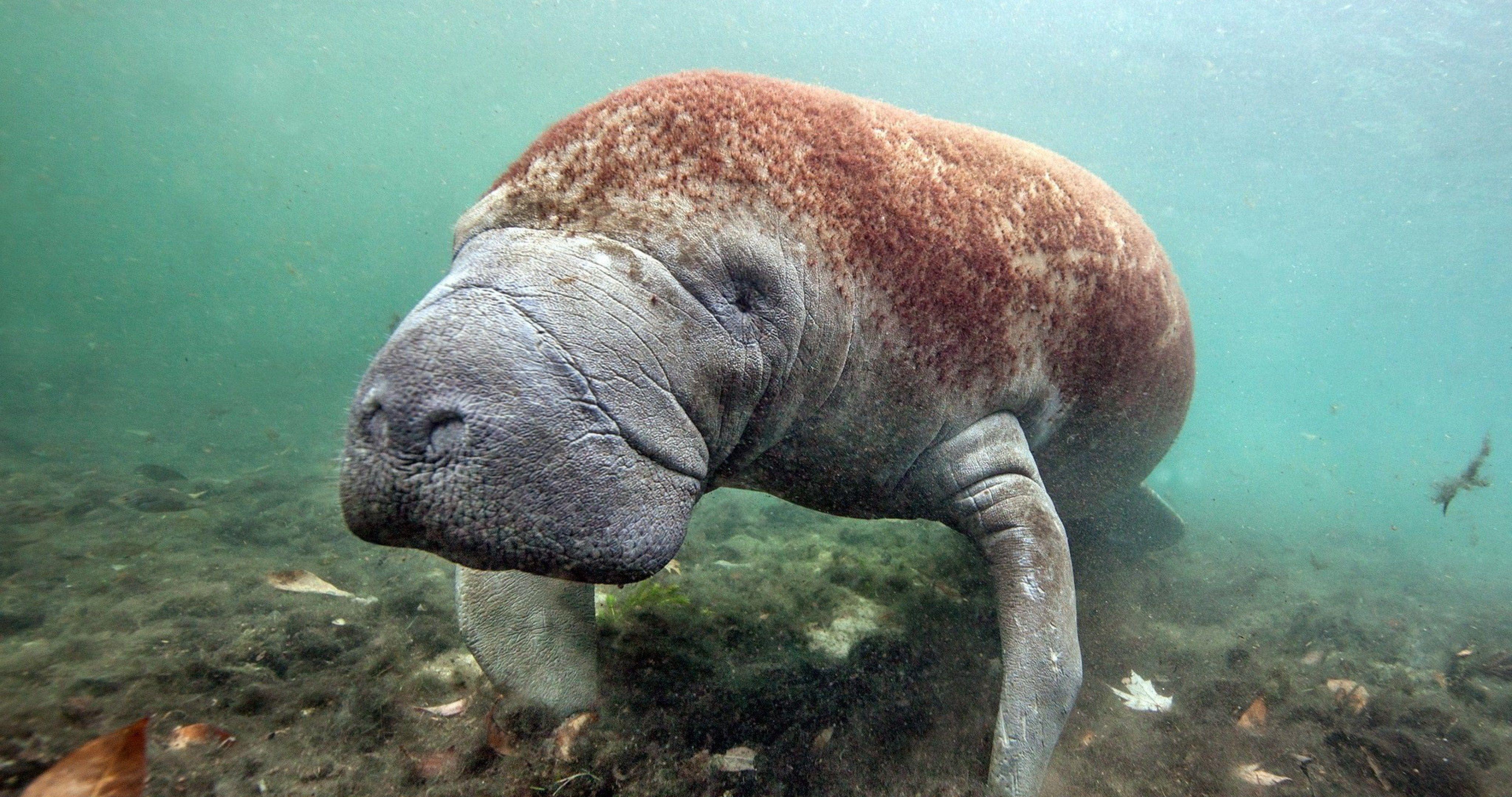 4096x2160 sea cow 4k ultra HD wallpaper. Funny .com
