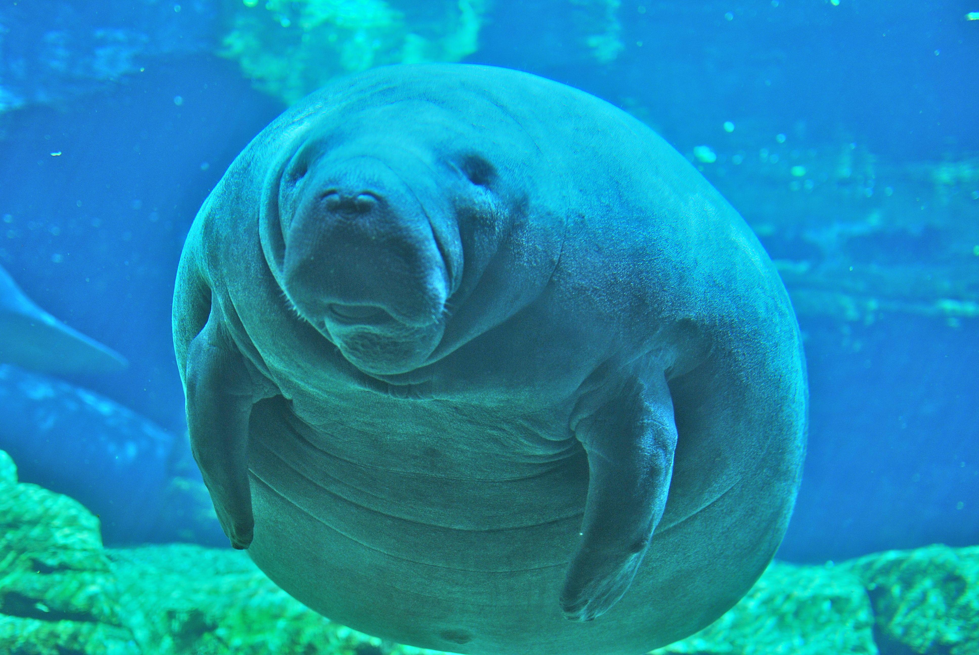3872x2592 Manatee Background