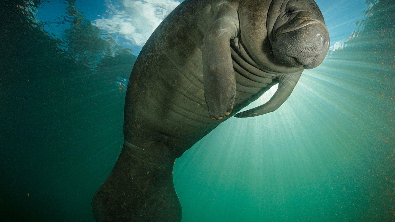 1536x864 Free download Wallpaper Manatee [1600x1200] for your Desktop, Mobile & Tablet. Explore Manatee Wallpaper. Dolphin Wallpaper Border