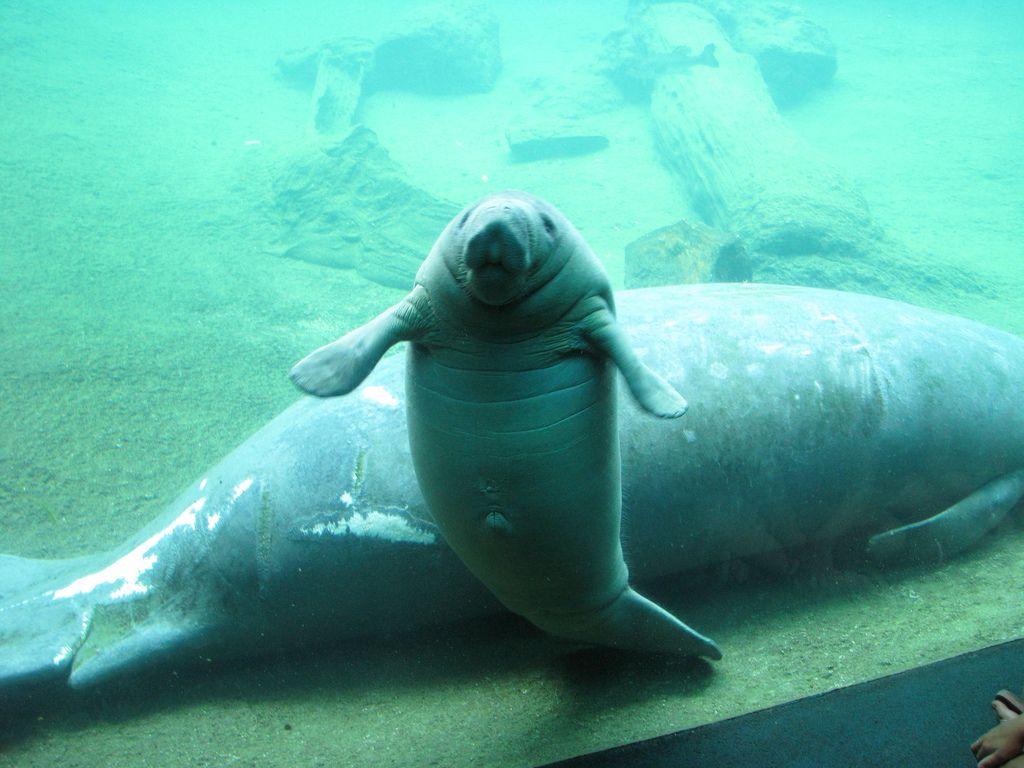 1024x768 Manatee Poll